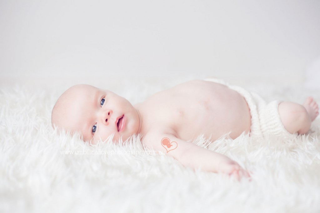 relaxed 6 week old laying on beautiful fluffy sheep skin looking at the camera